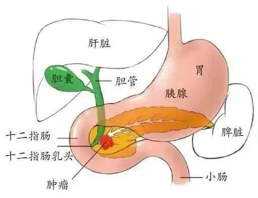 膽道解刨圖.png